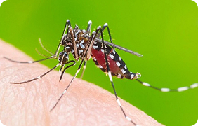 Gián Mỹ